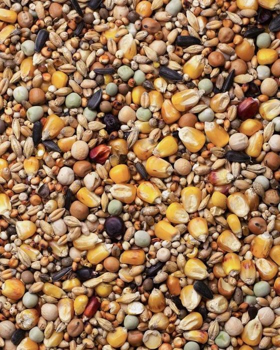 Karma pierzeniowa agro king dla gołębi