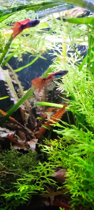 Sprzedam głupiki endlerta