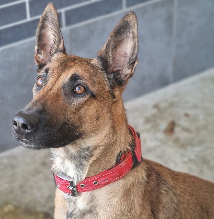 Młoda suczka Falka w typie owczarek belgijski malinois do adopcji!