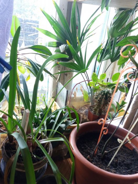 продам комнатный цветок (продаю отростками)