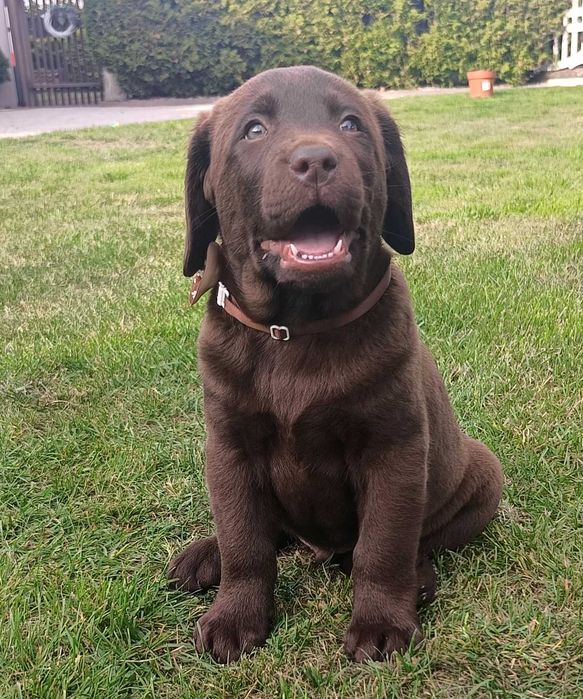 Labrador Retriever - rodowód ZKwP / FCI - szczeniak czekoladowy