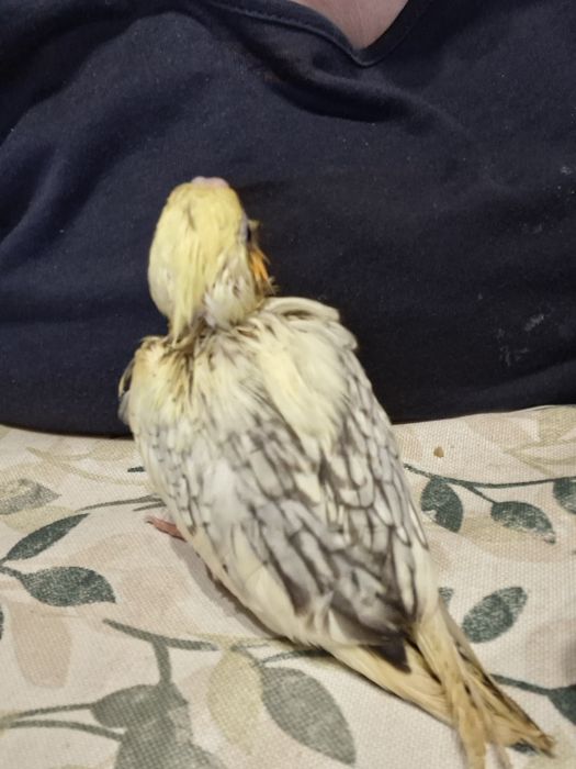 Caturra para criar á mão