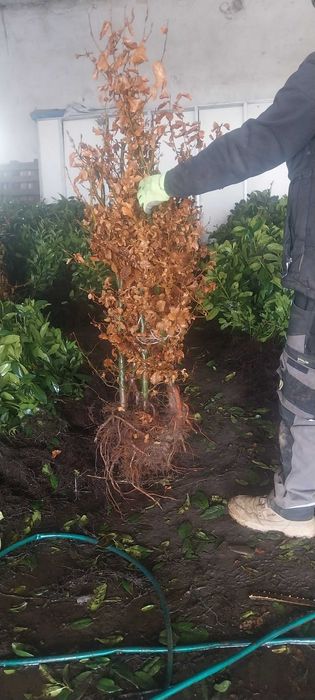 Buk bardzo duża sadzonka Gotowy żywopłot