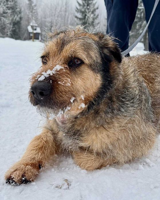 Джек, метис дратхаара, шукає дім
