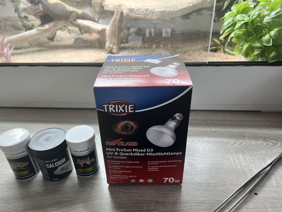 Agama Brodata z terrarium