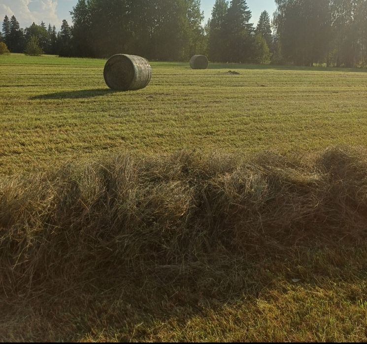 Bele sianokiszonka 1pokos