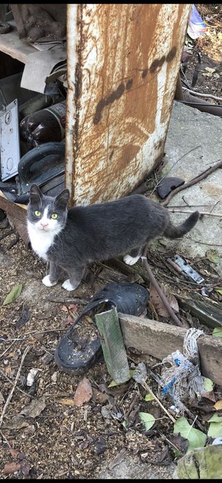 Пропала потерялась кошка