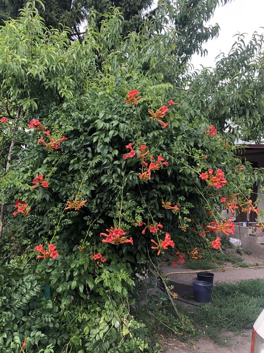 Кампсис помаранчевий