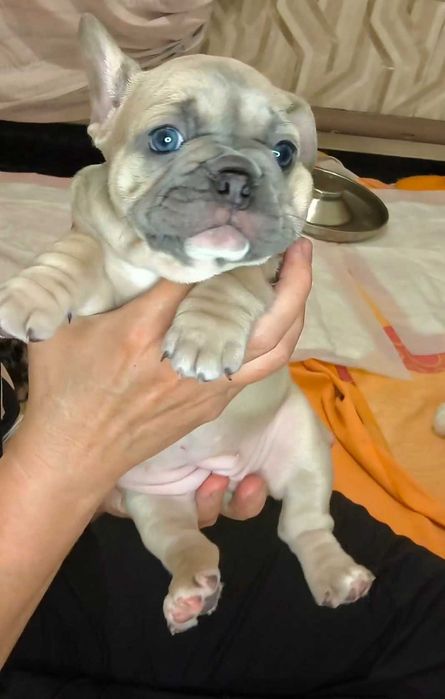 Маленькая принцесса. Французский бульдог