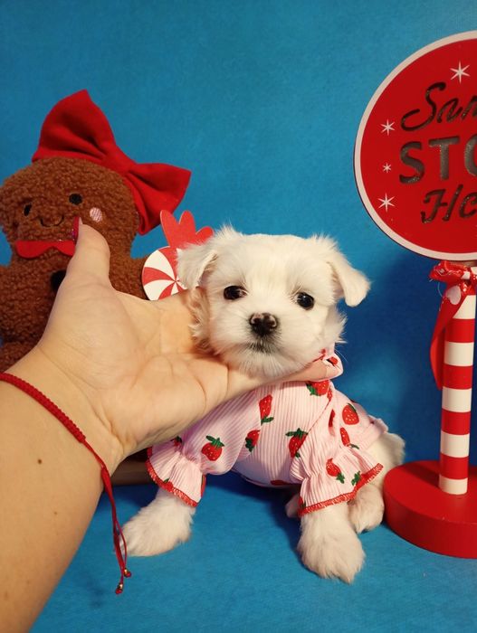 Sunia maltipoo piękna malutka