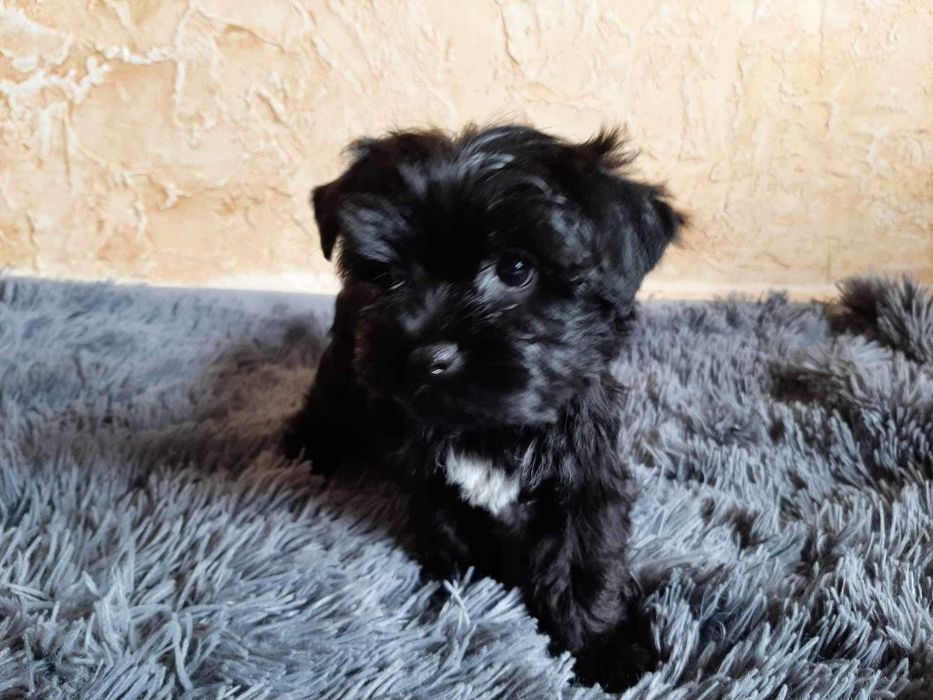 York black piesek