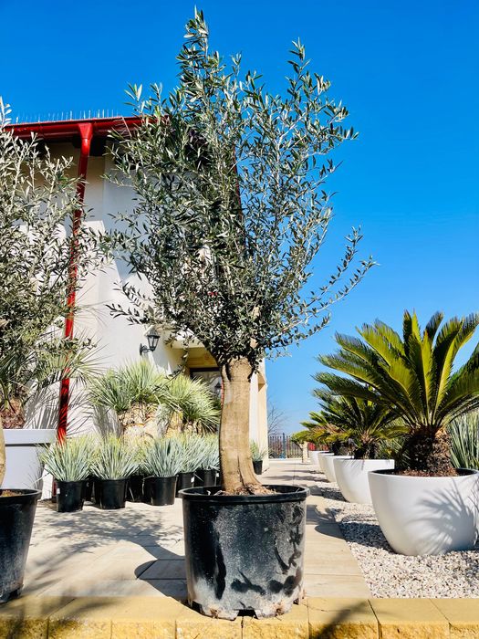 Olea europaea intensivo grube pnie import Hiszpania