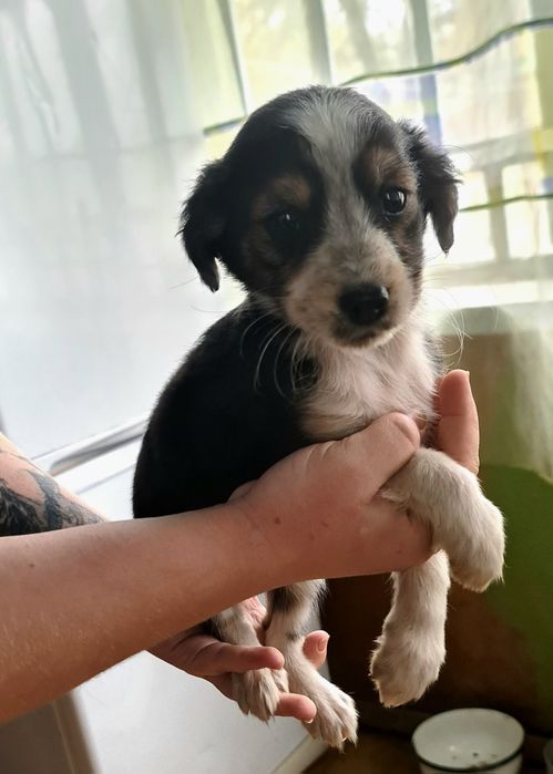 Віддам цуценят безкоштовно