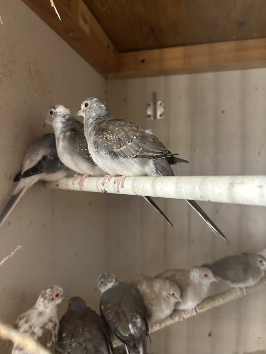 Gołąbki Diamentowe Szeki i Biala Parka