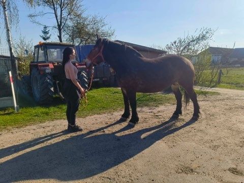 Klacz Sokólska programowa