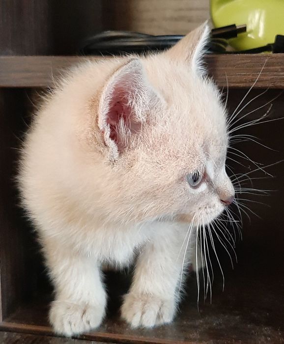 Котенок девочка Британская Блю Поинт