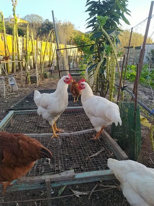 Galos Galinhas vivos Caseiros