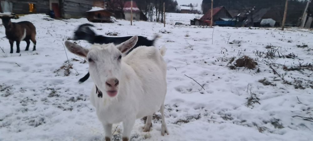 Mleko i sery kozie