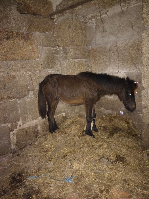 Potro para venda