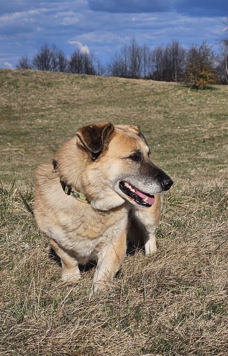Nero dorosły pies szuka domu