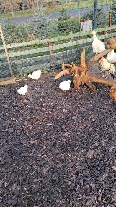 Młode  silki kurczaki