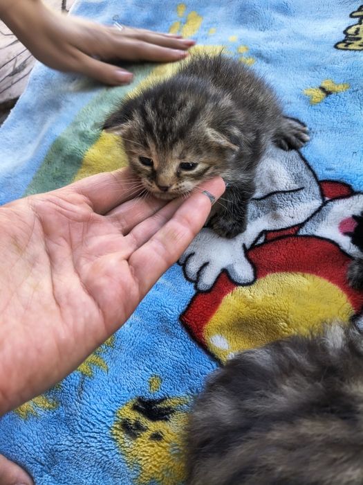 Віддам кошенят безкоштовно