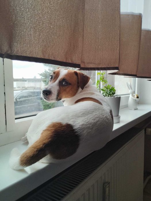 Oddam psa (za darmo)