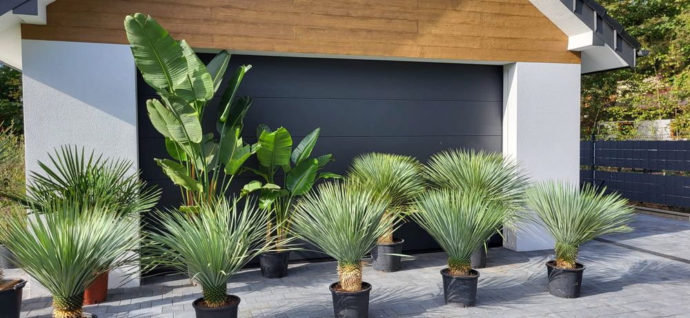 Palma mrozoodporna. Szorstkowiec.