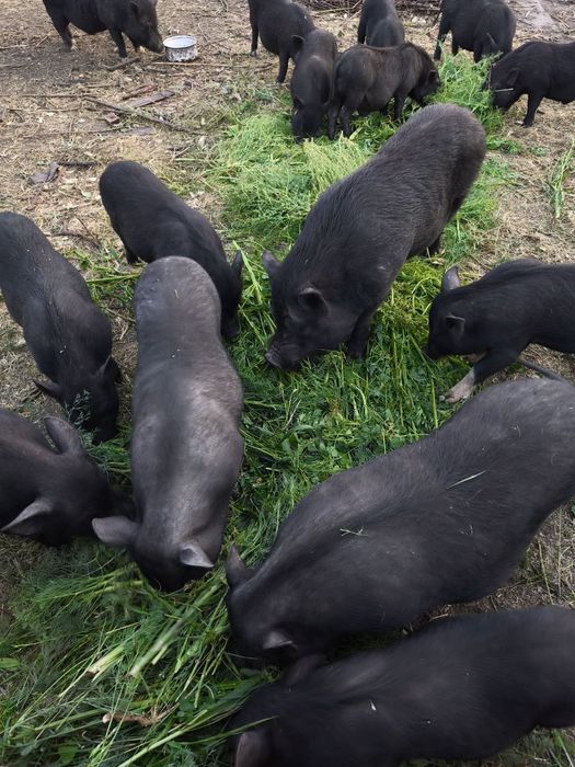 Свиньи мясной породы разный возраст