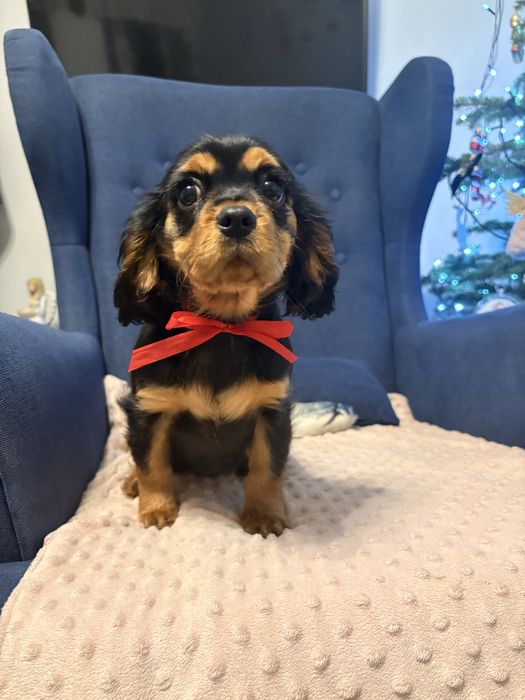 Cavalier King Charles Spaniel suczka.