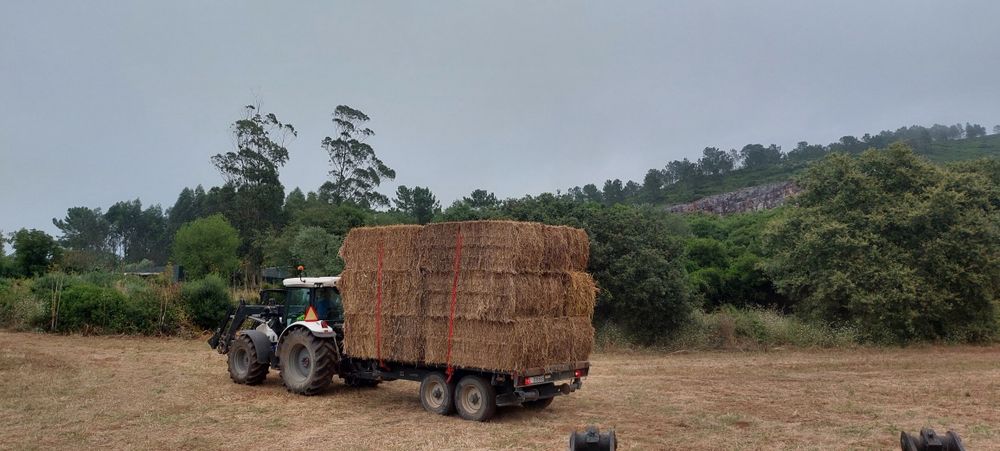 Feno nascidiço 2024