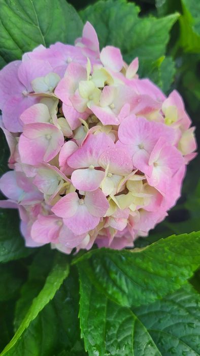 Гортензія  рожева саджанці