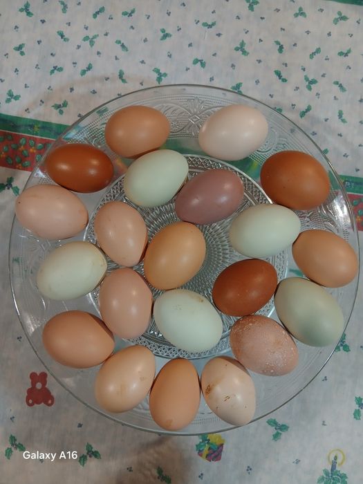 Vendo Galinhas poedeiras várias raças & Galos Raça