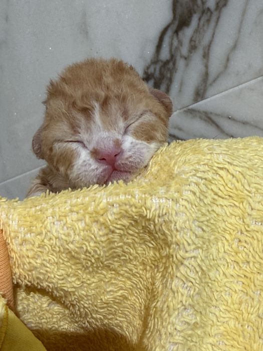 Devon Rex  bebê menino red tabby com branco