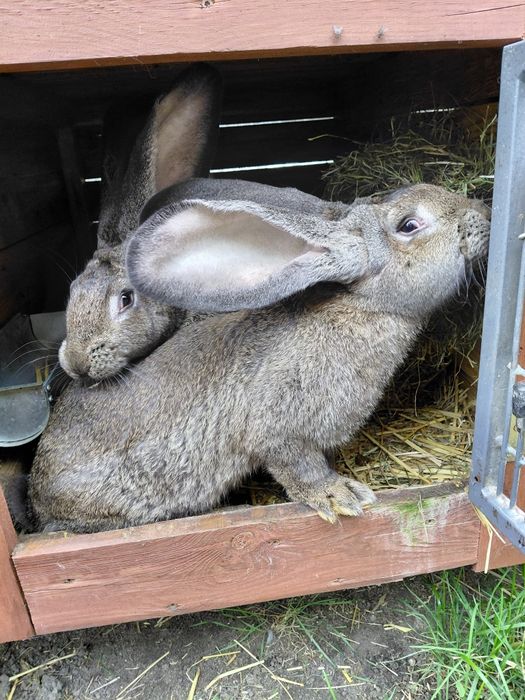Sprzedam króliki-Olbrzym Belgijski, Baran Francuski, Nowozelandzki