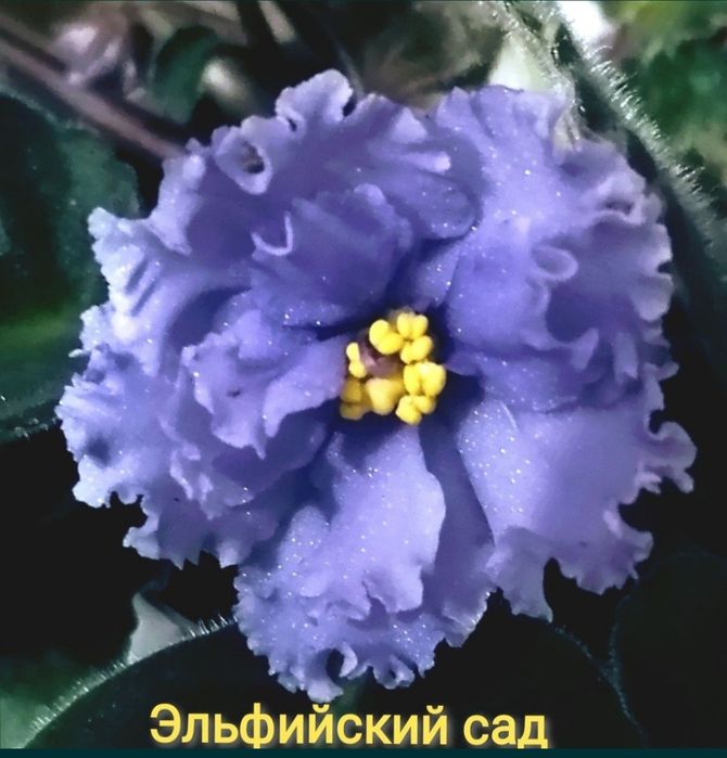 Фиалки ,сенполии