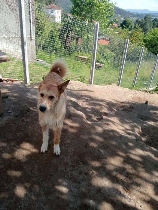 Caozinho de 3 aninhos para adopção responsável