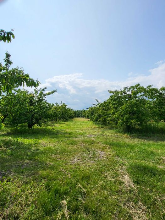 Działka rolna 2 ha z sadem i nawodnieniem – gm. Jasieniec, Stefanków