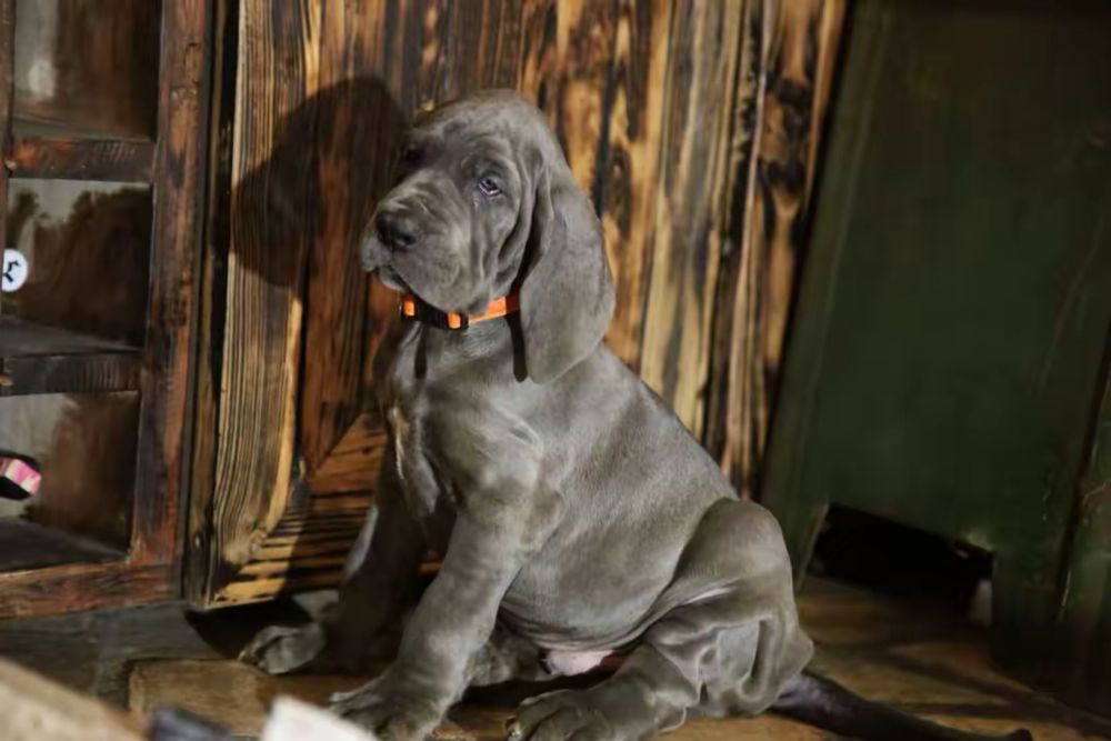 Piękny Szczeniaczek Dog Niemiecki Błękitny Rodowód FCI