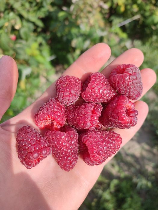 Продам саджанці малини  сорт Мапема