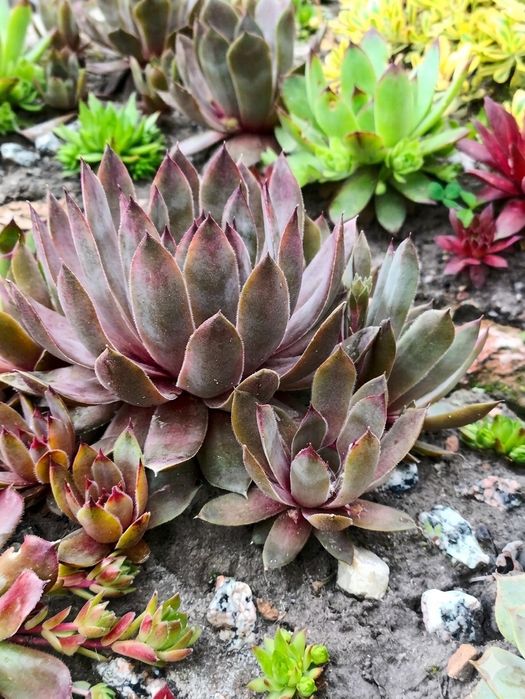 Вуличні Квіти Sempervivum  Вічноживучий  Молодила Кам'яна троянда молодило каменная роза молодило