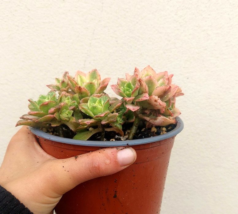 Suculenta Aeonium