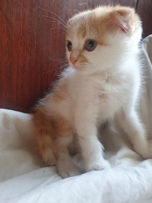 Шатландец вислоушка котик