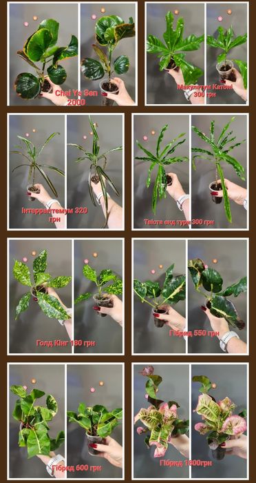 Кротони різних сортів