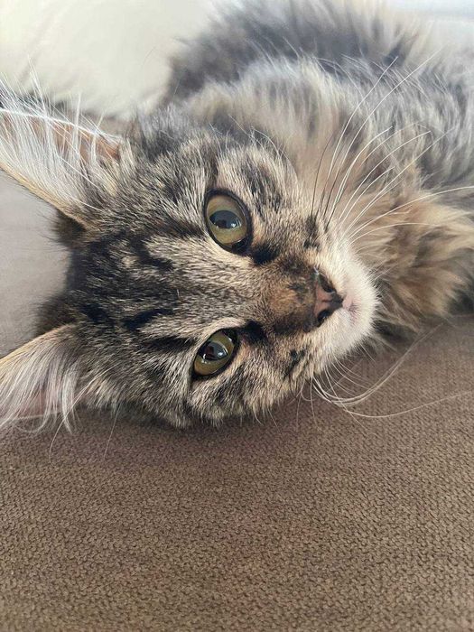 Кися в поиске любящей семьи!