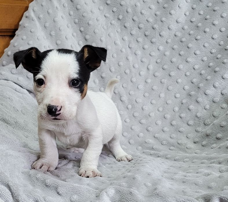 Jack russel macho