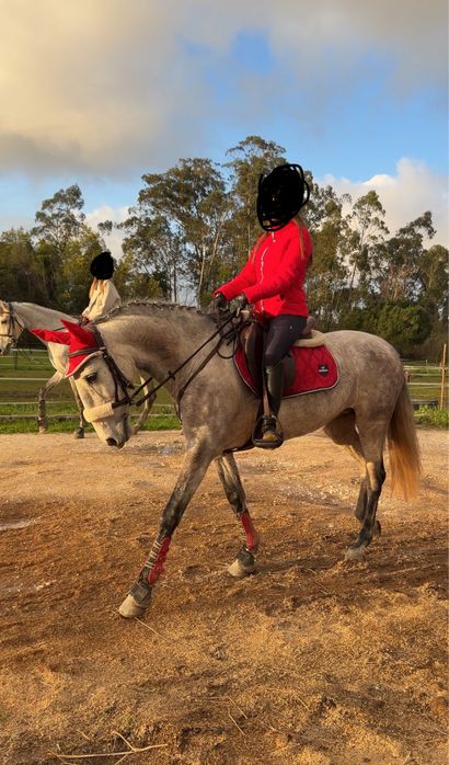 Égua cruzada Lusitano