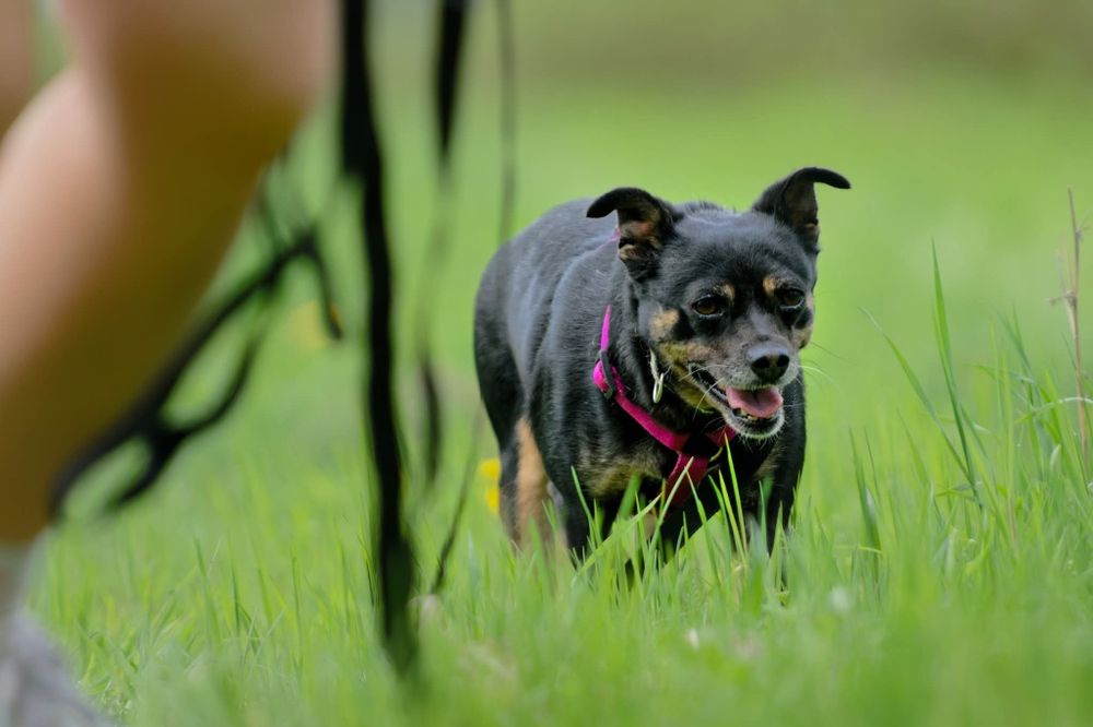 Malutka sunia Jessie szuka domu