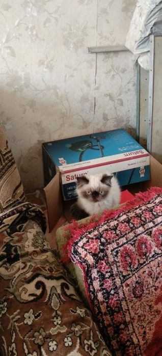 Персидський котенок девочка