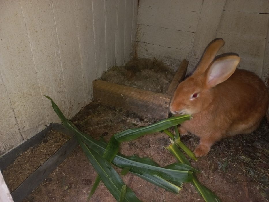 Продам кроликів бургундського породи